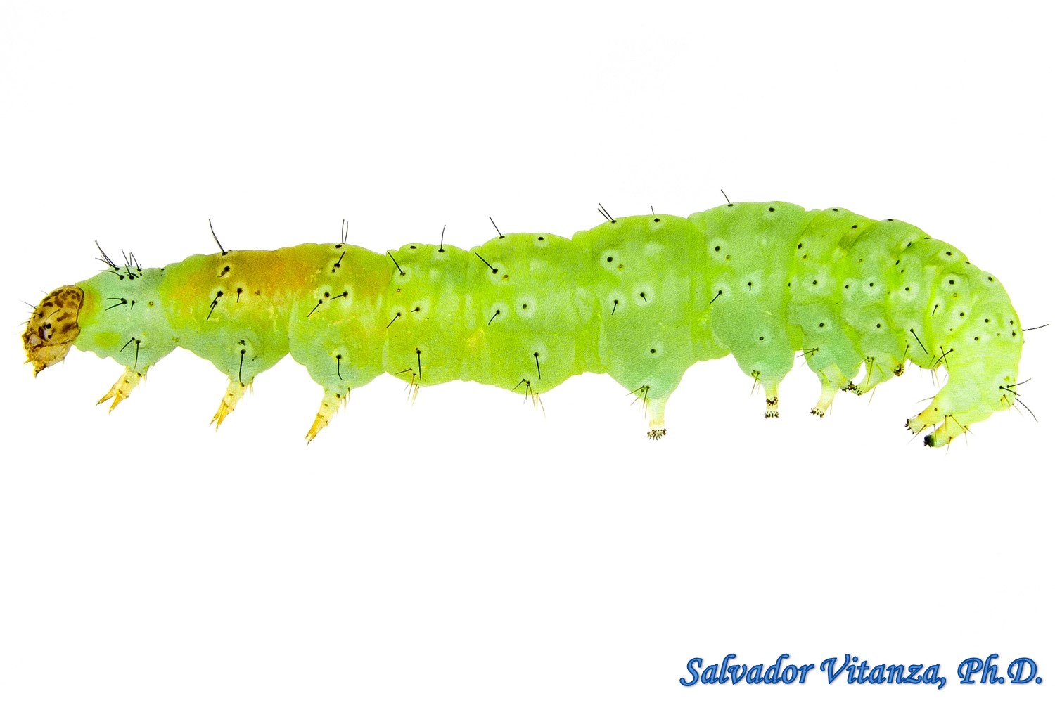 Lepidoptera-Plutellidae-Plutella xylostella-Diamondback Moth LARVA (E ...