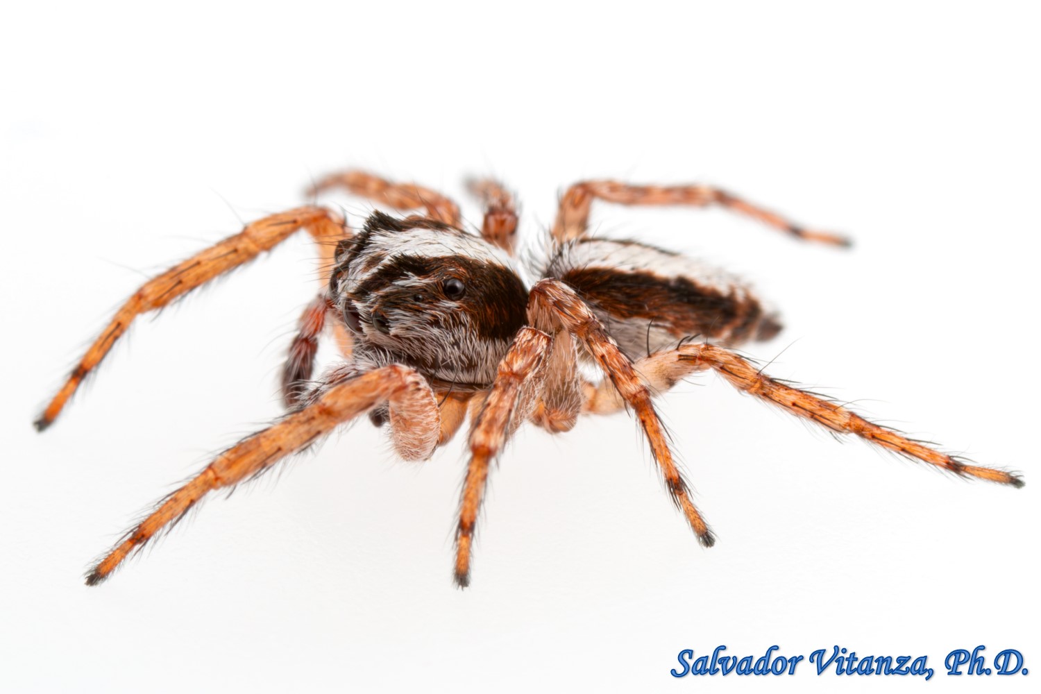 Class Arachnida-Araneae-Salticidae-Chapoda-Jumping Spiders (B) - Urban ...