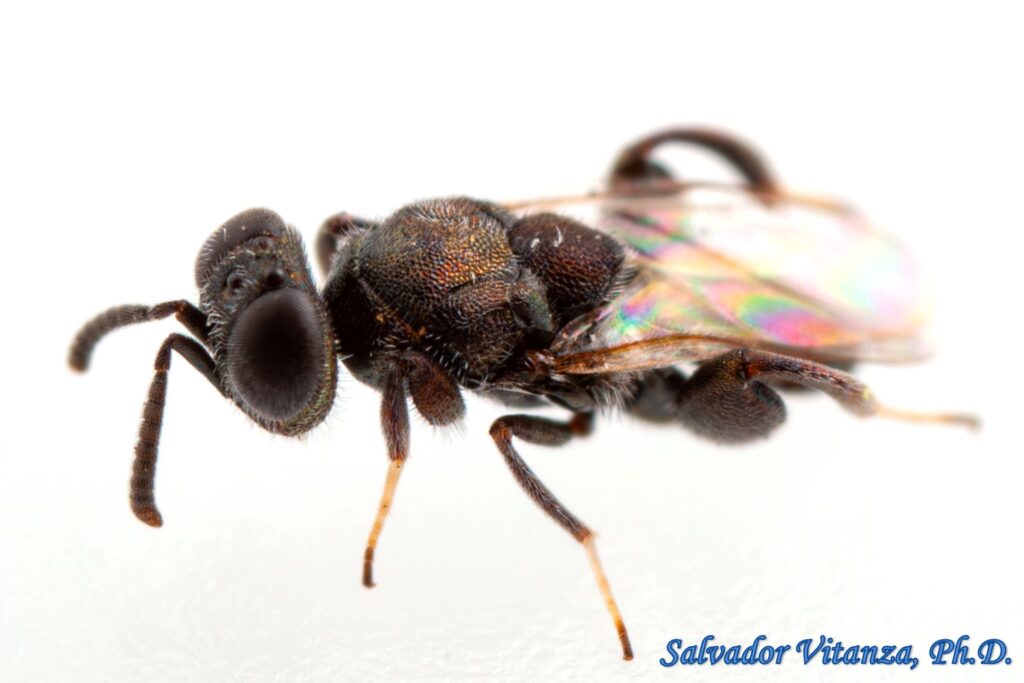 Hymenoptera-Chalcedectidae-Chalcedectus-Chalcidoid Wasps (B) - Urban ...