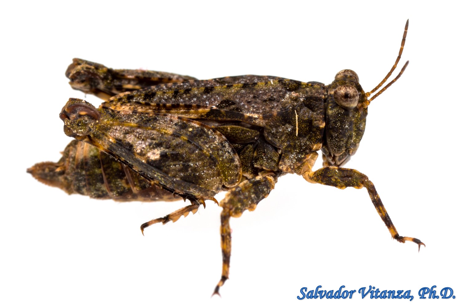 Orthoptera-Tetrigidae-Paratettix mexicanus-Mexican Pygmy